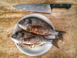 Grouper Fish